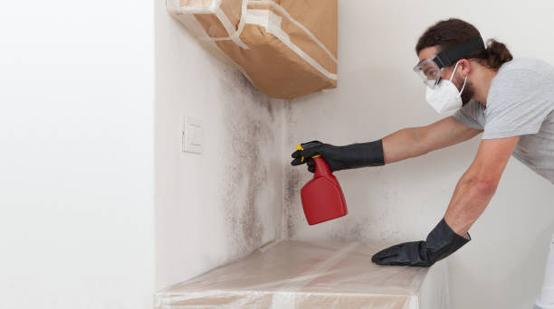 Professional Basement Mold Remediation technician working in Upper Falls, MD